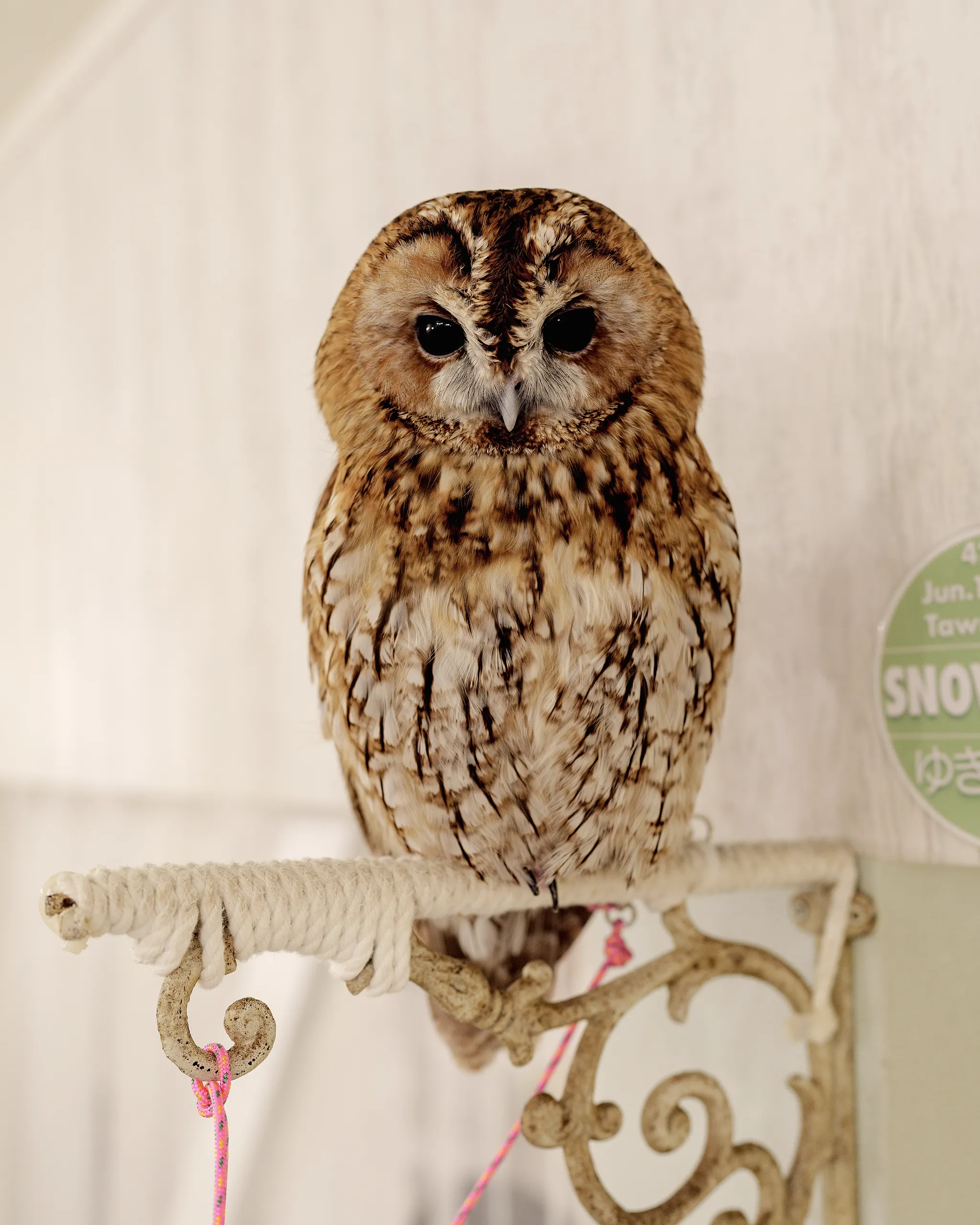 Snowman the Tawny Owl