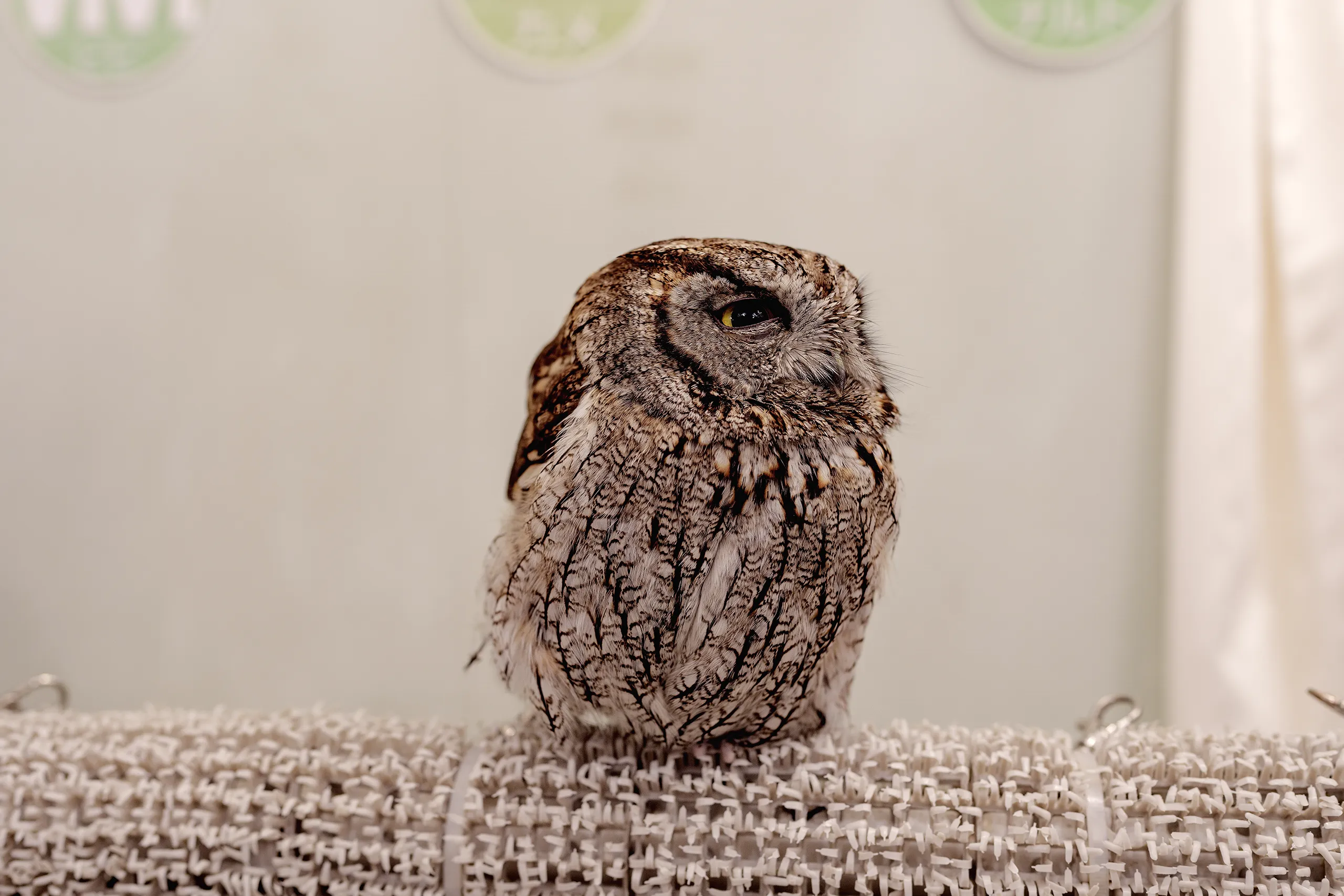 Turtle the Western Screech Owl