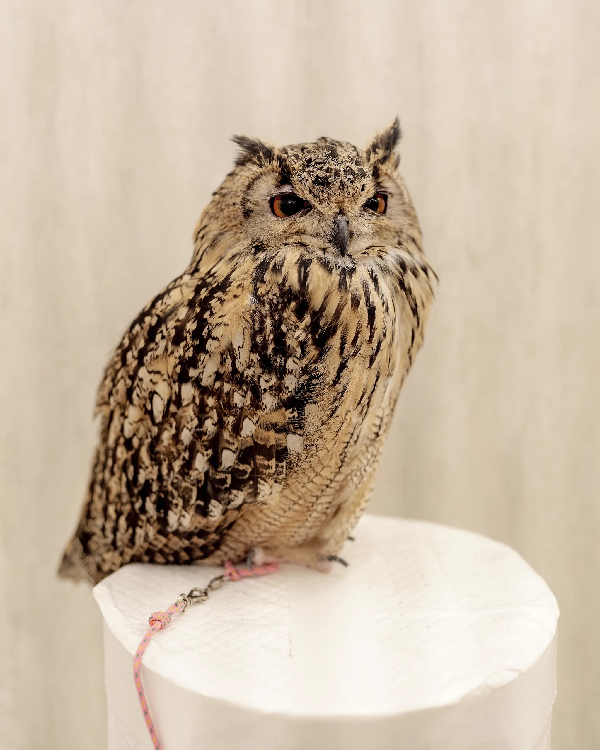 Spring onion the Rock Eagle Owl