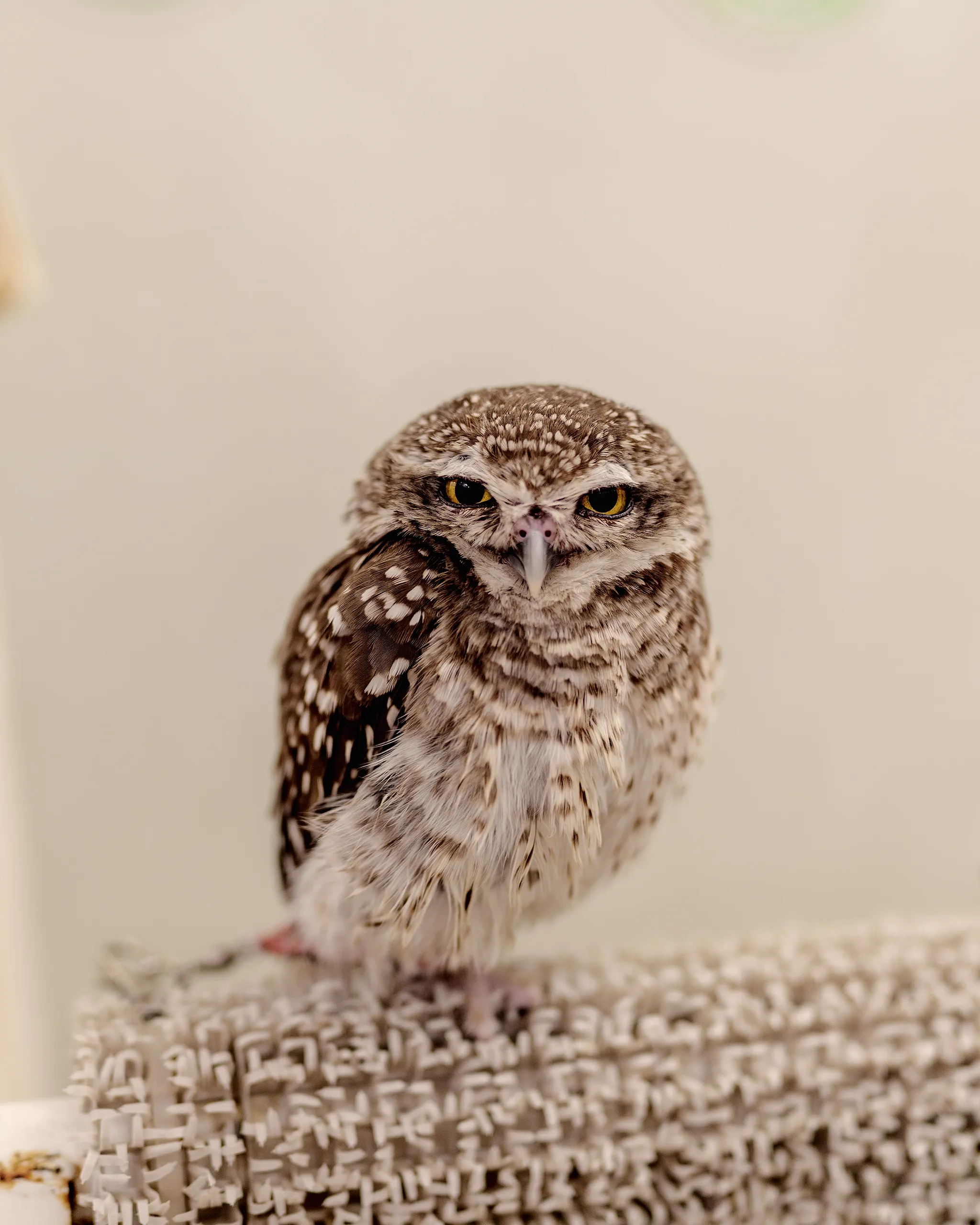 Mr. Yamashita the Little Owl