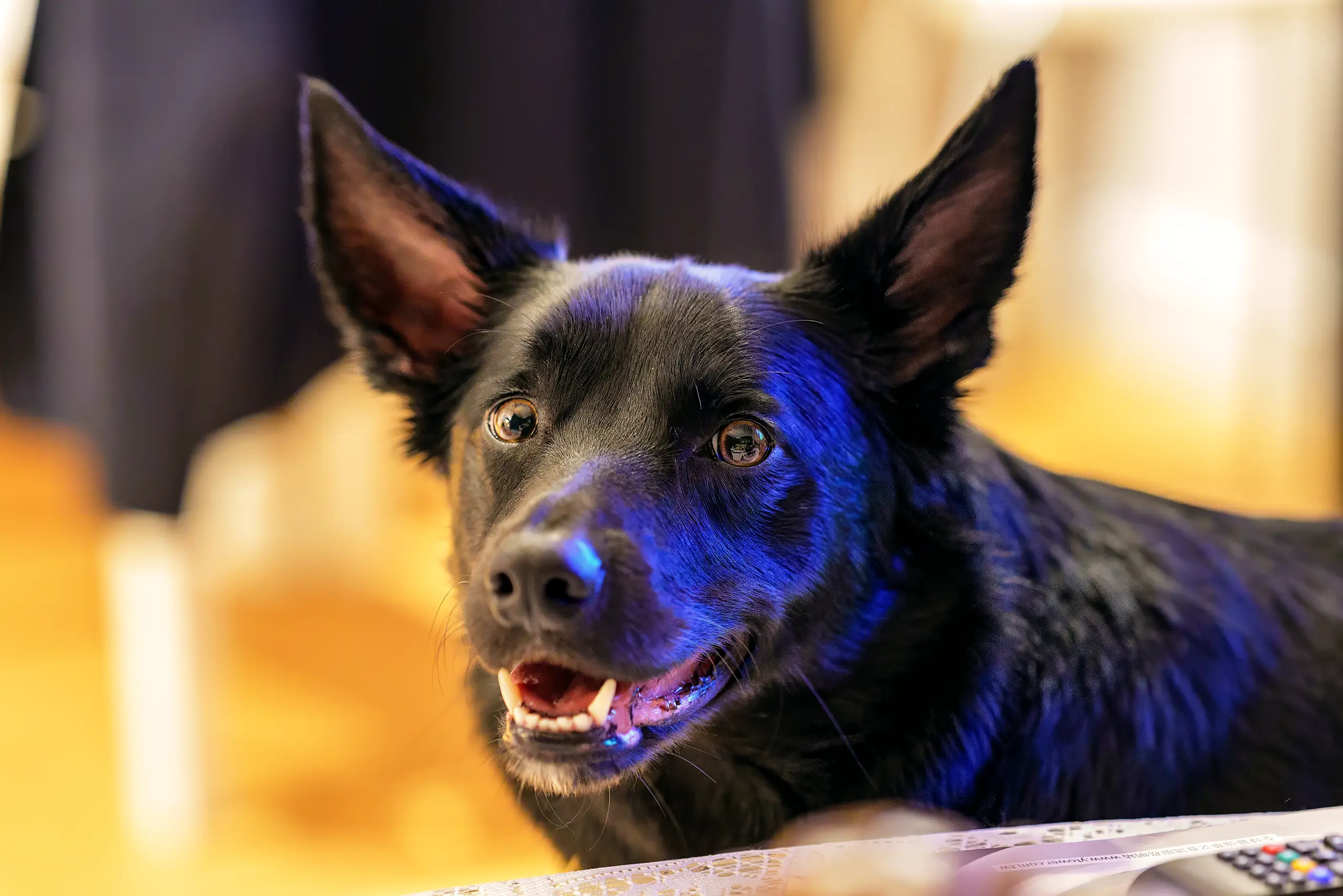 Kelpie Border Collie Mix Dog