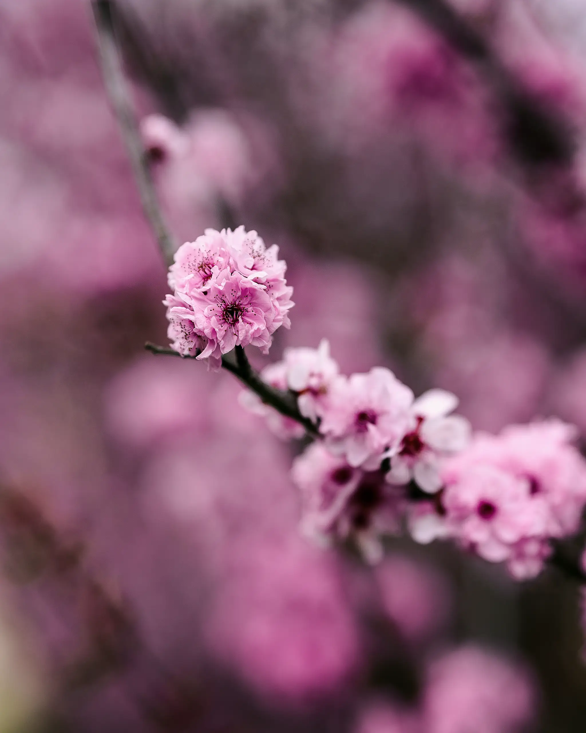 Sydney Cherry Blossom